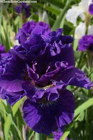 Attēlu rezultāti vaicājumam “Iris sibirica”