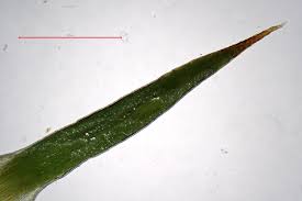 Attēlu rezultāti vaicājumam “Polytrichum strictum”