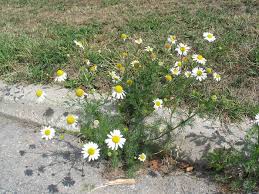 Attēlu rezultāti vaicājumam “Tripleurospermum inodorum”