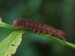Attēlu rezultāti vaicājumam “Papestra biren”