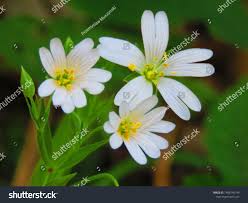 Attēlu rezultāti vaicājumam “Cerastium arvense flower”