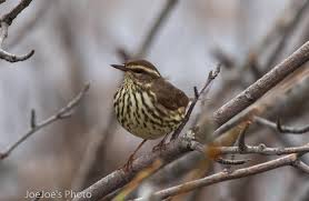 Image result for Seiurus noveboracensis