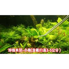 「水蘭」的圖片搜尋結果