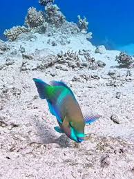 Image result for Scarus ferrugineus