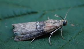 Attēlu rezultāti vaicājumam “Sciota adelphella”