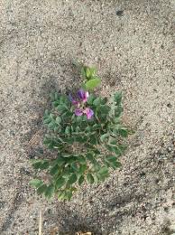 Attēlu rezultāti vaicājumam “Lathyrus japonicus subsp. maritimus fruit”