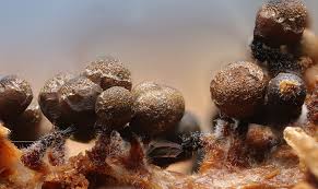 Attēlu rezultāti vaicājumam “Cribraria intricata stalked”