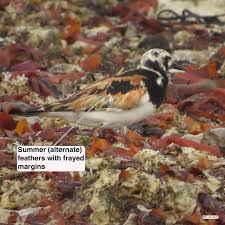 Attēlu rezultāti vaicājumam “Arenaria interpres adult”