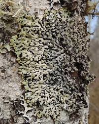 Attēlu rezultāti vaicājumam “Menegazzia terebrata”