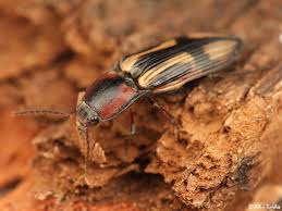 Attēlu rezultāti vaicājumam “Selatosomus cruciatus”