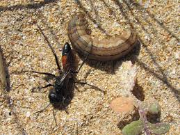 Attēlu rezultāti vaicājumam “Mythimna sp.”