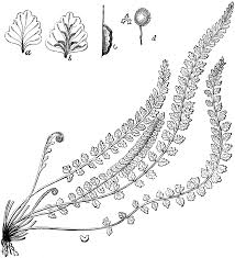 Attēlu rezultāti vaicājumam “Asplenium viride”