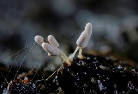 Attēlu rezultāti vaicājumam “Arcyria, Heterotrichia sp.”