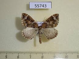 Attēlu rezultāti vaicājumam “Eulithis prunata”