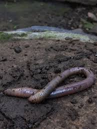 Attēlu rezultāti vaicājumam “Lumbricidae”