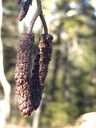 Attēlu rezultāti vaicājumam “Alnus incana fruit”