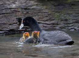 Attēlu rezultāti vaicājumam “Fulica atra eggs”