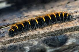 Attēlu rezultāti vaicājumam “Macrothylacia rubi”