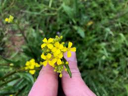 Attēlu rezultāti vaicājumam “Bunias orientalis flower”