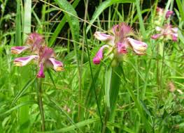 Attēlu rezultāti vaicājumam “Melampyrum cristatum”