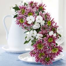 Image result for Chrysanthemum sebatense