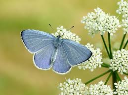 Attēlu rezultāti vaicājumam “Celastrina argiolus female”