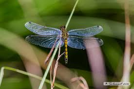 Attēlu rezultāti vaicājumam “Leucorrhinia pectoralis female”