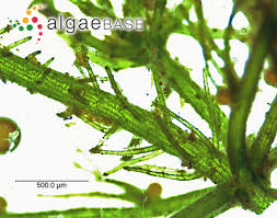 Attēlu rezultāti vaicājumam “Chara contraria”