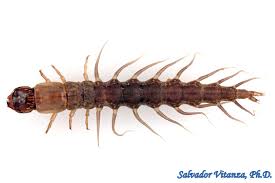 Attēlu rezultāti vaicājumam “Megaloptera”