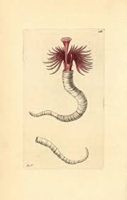 Attēlu rezultāti vaicājumam “Didymium serpula young”
