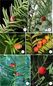 Attēlu rezultāti vaicājumam “Taxus”