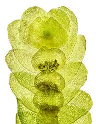 Attēlu rezultāti vaicājumam “Calypogeia neesiana”