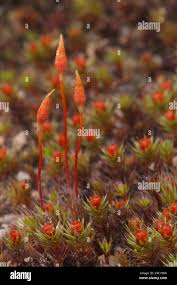 Attēlu rezultāti vaicājumam “Polytrichum piliferum sporophyte”