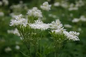 Image result for Myrrhis odorata