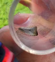 Attēlu rezultāti vaicājumam “Semioscopis avellanella imago”