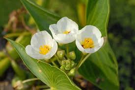 Attēlu rezultāti vaicājumam “Alismataceae”