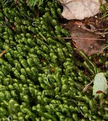 Attēlu rezultāti vaicājumam “Bazzania trilobata”
