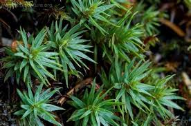Attēlu rezultāti vaicājumam “Pogonatum dentatum”