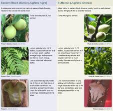 Attēlu rezultāti vaicājumam “Juglans cinerea fruit”