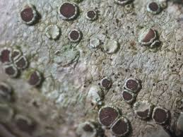 Attēlu rezultāti vaicājumam “Lecanora argentata”