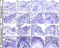 Attēlu rezultāti vaicājumam “Odontoschisma denudatum cells”