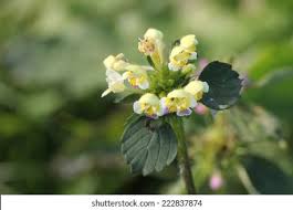 Attēlu rezultāti vaicājumam “Galeopsis speciosa leaf”