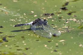 Attēlu rezultāti vaicājumam “Leucorrhinia caudalis male”