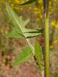 Attēlu rezultāti vaicājumam “Sisymbrium loeselii flower”