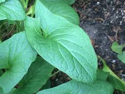 Attēlu rezultāti vaicājumam “Chenopodium bonus-henricus leaf”