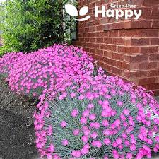 Image result for Dianthus gratianopolitanus