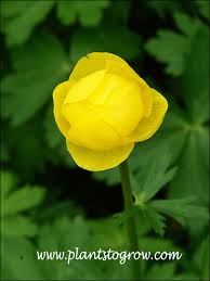 Attēlu rezultāti vaicājumam “Trollius europaeus bud”