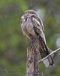 Attēlu rezultāti vaicājumam “Caprimulgus europaeus”