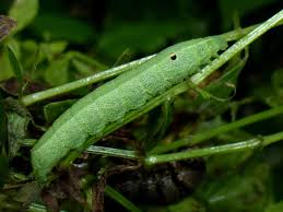 Attēlu rezultāti vaicājumam “Deilephila porcellus”