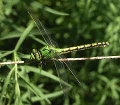 Attēlu rezultāti vaicājumam “Ophiogomphus cecilia”